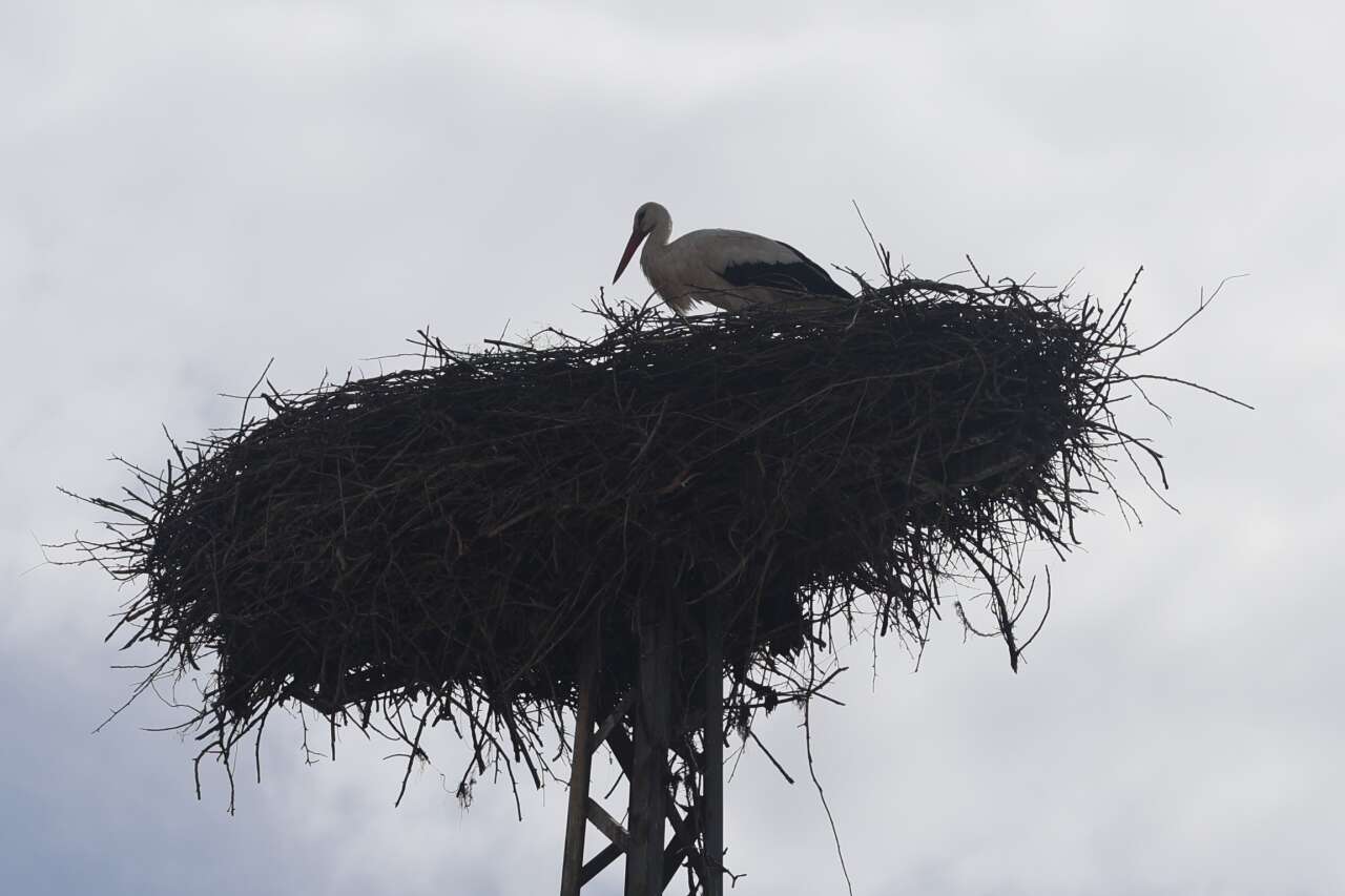 Konya’ya bahar geldi! Leylekler müjdeledi 7
